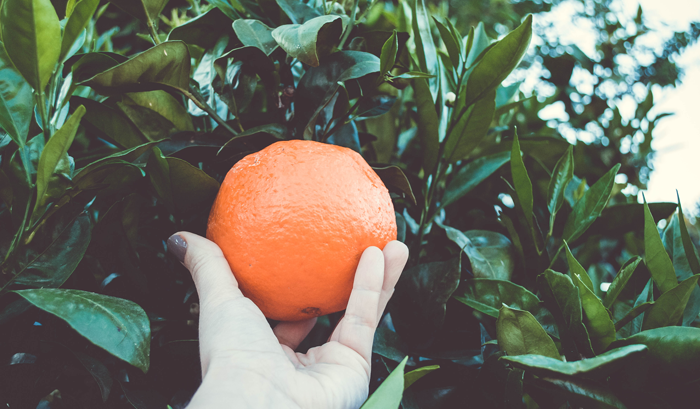 picking a healthy fresh orange