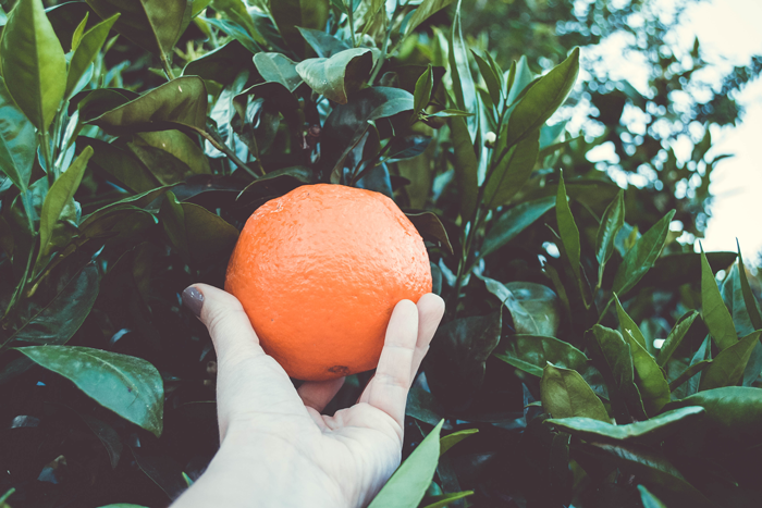 picking a healthy fresh orange