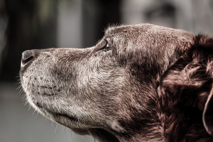 profile of senior dog